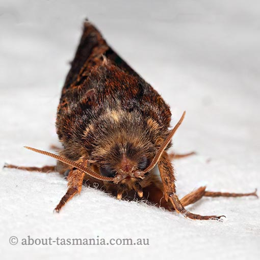 Oxycanus sphragidias, Hepialidae, Tasmania, moth