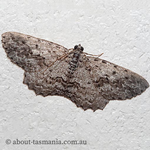 Psilosticha absorpta, Geometridae, Tasmania, moth