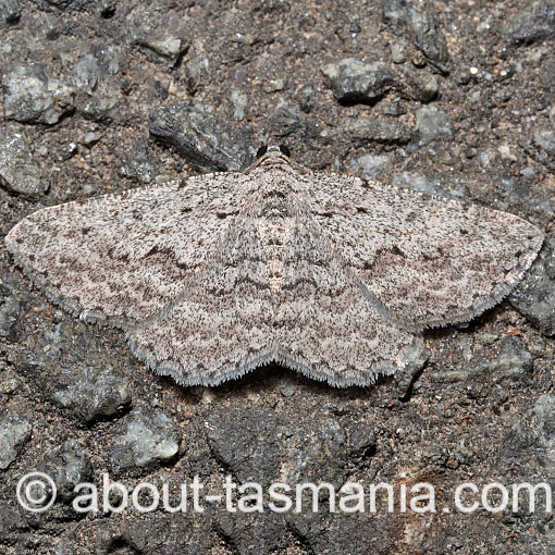 Psilosticha absorpta, Geometridae, Tasmania, moth