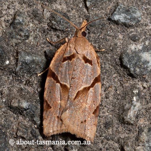 Sobriana ophiodesma, Tortricidae, Tasmania, moth