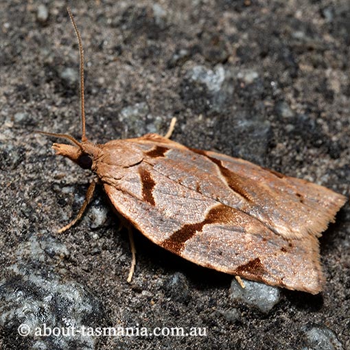 Sobriana ophiodesma, Tortricidae, Tasmania, moth