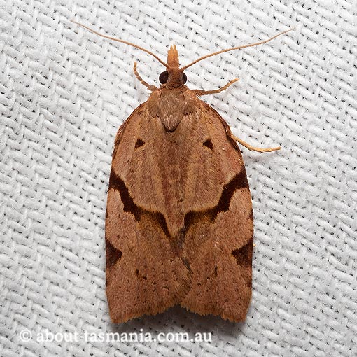 Sobriana ophiodesma, Tortricidae, Tasmania, moth