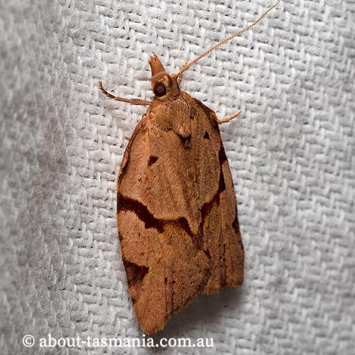 Sobriana ophiodesma, Tortricidae, Tasmania, moth