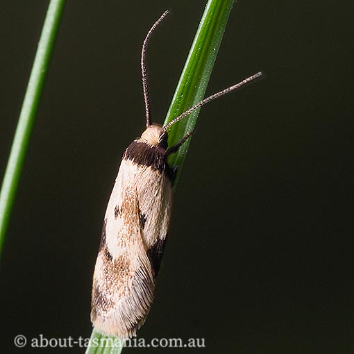 Thapsinotypa anthemodes | About Tasmania