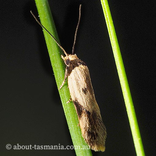 Thapsinotypa anthemodes, Oecophoridae, Barea group, Tasmania, moth