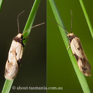 Thapsinotypa anthemodes