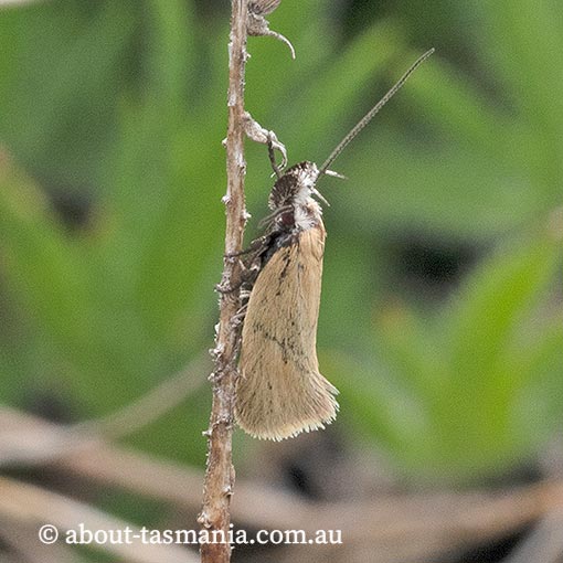 Thema-protogramma Thema protogramma, Oecophoridae, Chezala group, Tasmanian moth