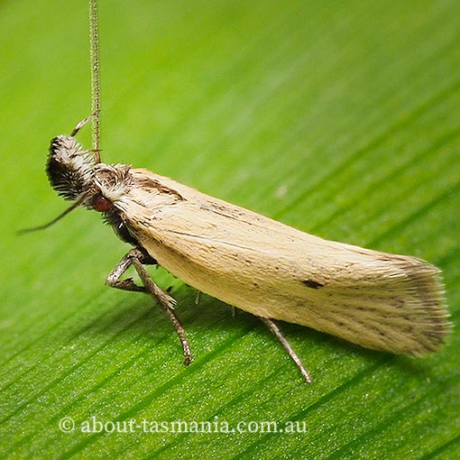 Thema-protogramma Thema protogramma, Oecophoridae, Chezala group, Tasmania. moth
