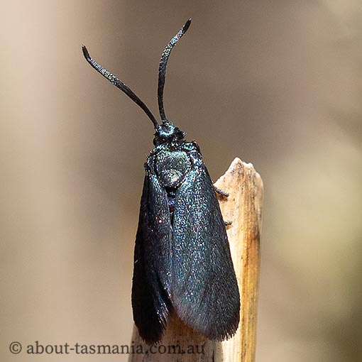 Turneriprocris dolens, Zygaenidae, Tasmania, moth