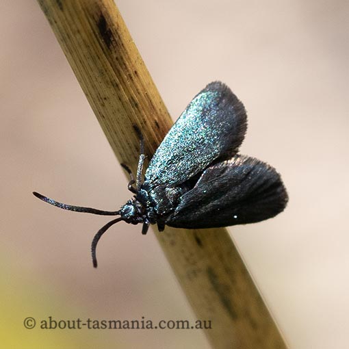 Turneriprocris dolens, Zygaenidae, Tasmania, moth