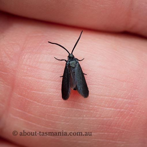 Turneriprocris dolens, Zygaenidae, Tasmania, moth