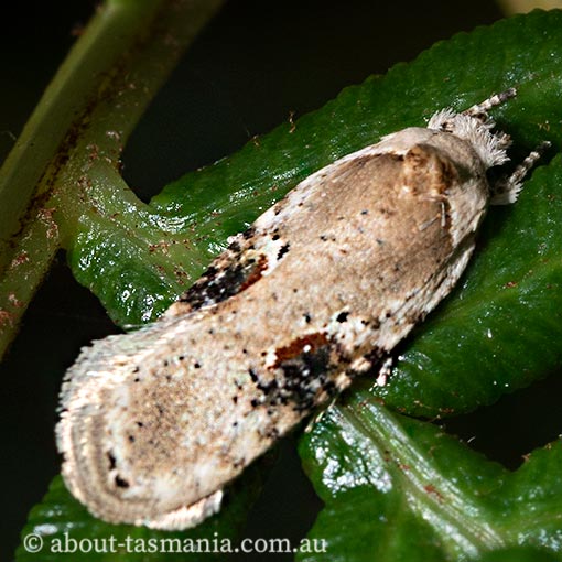 Agonopterix-alstromeriana2 Agonopterix alstromeriana, poison hemlock moth, Depressariidae, Tasmania, moth