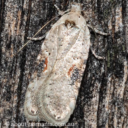 Agonopterix-alstromeriana3 Agonopterix alstromeriana, poison hemlock moth, Depressariidae, Tasmania, moth