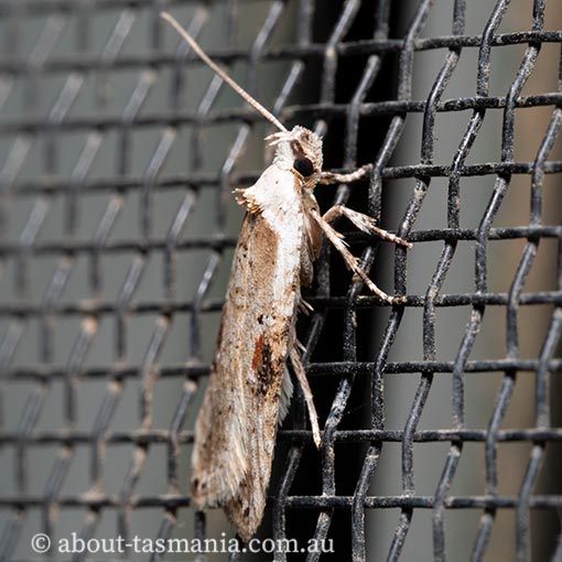 Agonopterix-alstromeriana5 Agonopterix alstromeriana, poison hemlock moth, Depressariidae, Tasmania, moth