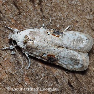 Agonopterix alstromeriana