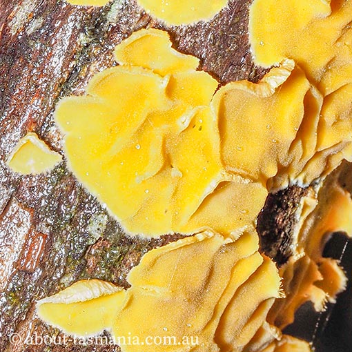 Aleurodiscus limonisporus, Tasmania, fungi