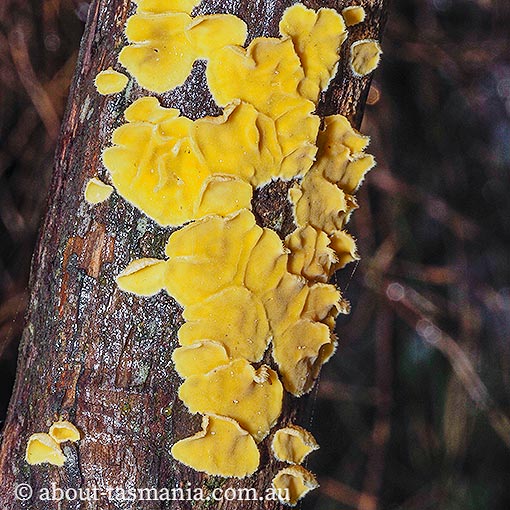 Aleurodiscus limonisporus, Tasmania, fungi