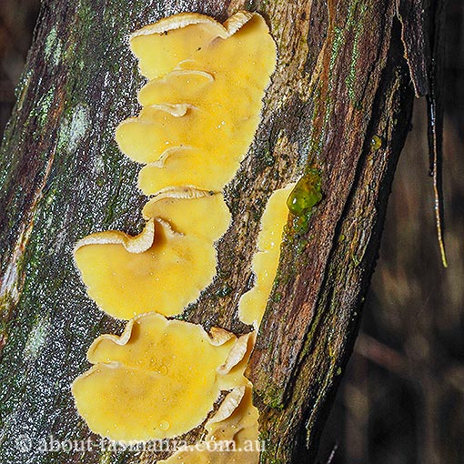 Aleurodiscus limonisporus, Tasmania, fungi