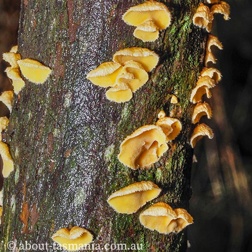 Aleurodiscus limonisporus Tasmanian fungi