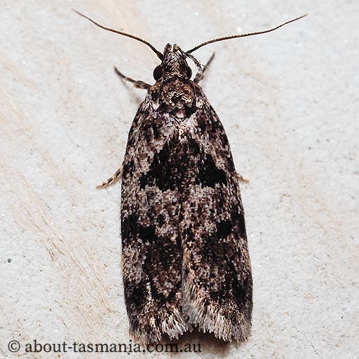 Barea melanodelta, Oecophoridae, Tasmania, moth