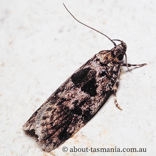 Barea melanodelta, Oecophoridae, Tasmania, moth