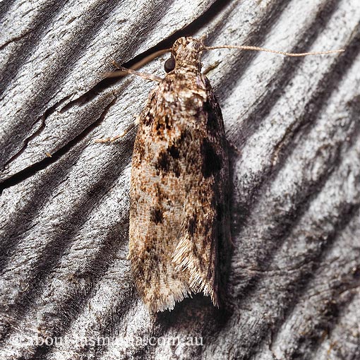 Barea melanodelta, Oecophoridae, Tasmania, moth