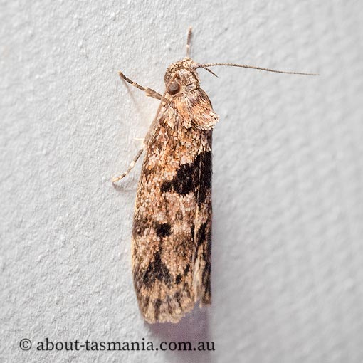 Barea melanodelta, Oecophoridae, Tasmania, moth