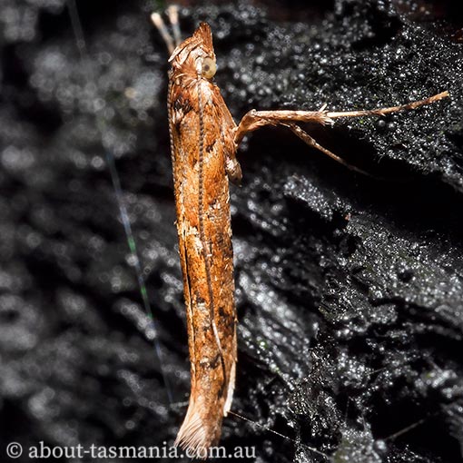 Caloptilia ostracodes, Gracillariidae, Tasmania, moth