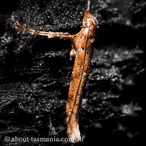 Caloptilia ostracodes, Gracillariidae, Tasmania, moth