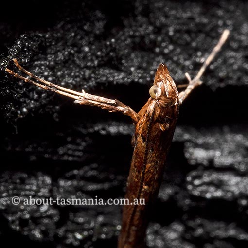 Caloptilia ostracodes, Gracillariidae, Tasmania, moth