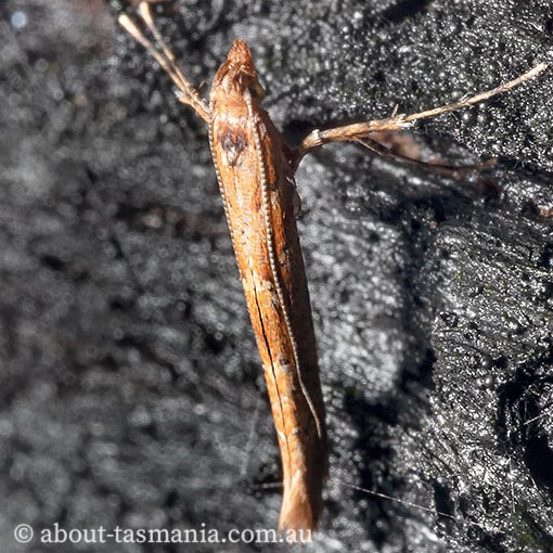 Caloptilia ostracodes, Gracillariidae, Tasmania, moth