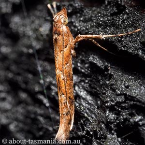 Caloptilia ostracodes