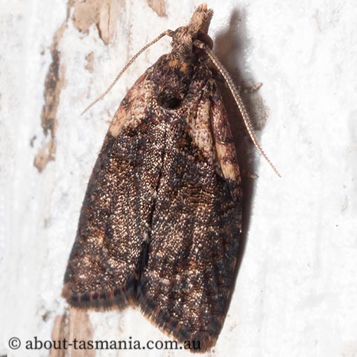 Capua intractana, Tortricidae, Tasmania, moth