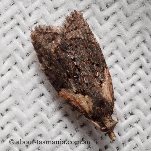 Capua intractana, Tortricidae, Tasmania, moth