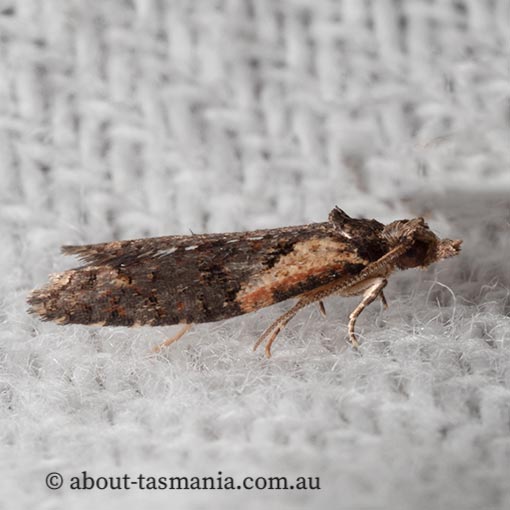 Capua intractana, Tortricidae, Tasmania, moth
