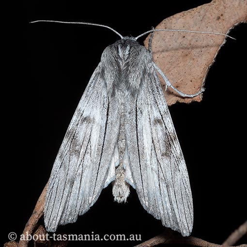 Capusa cuculloides , Geometridae, Tasmania, moth