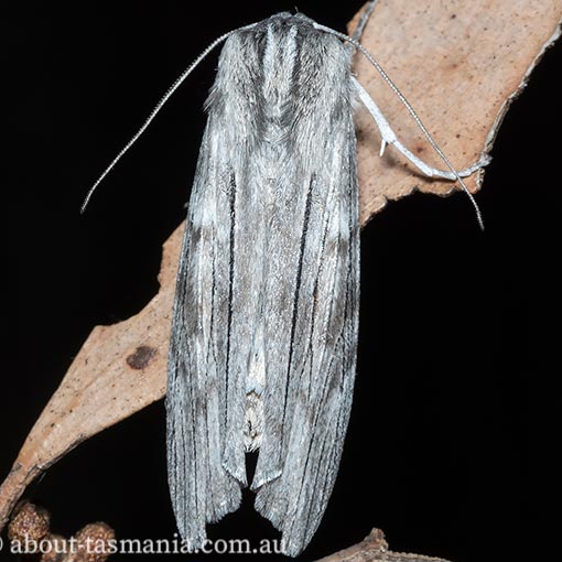 Capusa cuculloides , Geometridae, Tasmania, moth