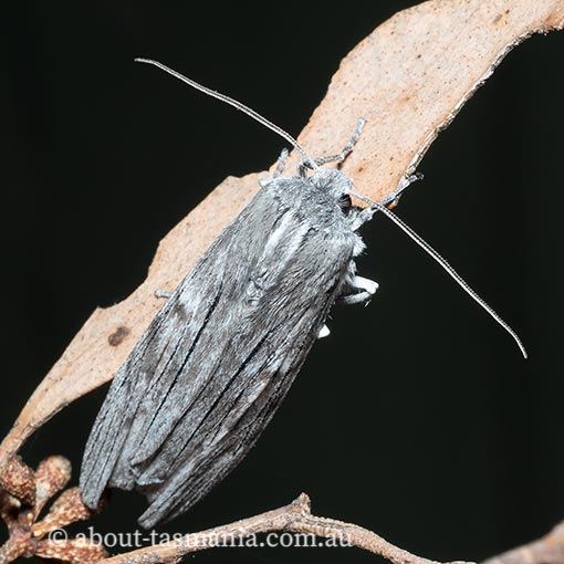 Capusa cuculloides , Geometridae, Tasmania, moth