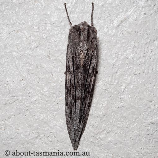 Capusa senilis, black-banded wedge-moth, Geometridae, Tasmania, moth