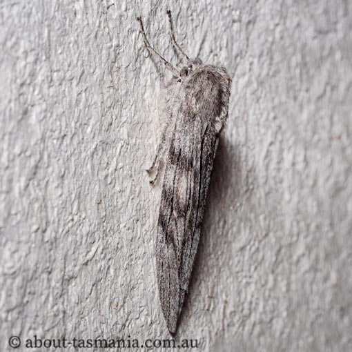 Capusa senilis, black-banded wedge-moth, Geometridae, Tasmania, moth