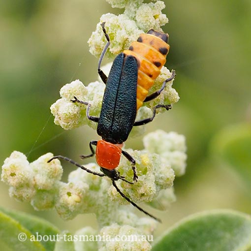 Chauliognathus tricolor, Tasmania
