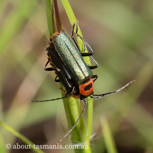 Chauliognathus tricolor, Tasmania