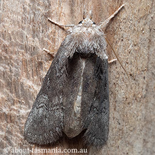 Hobartina amblyiodes, Hobart Notodontid, Notodontidae, Tasmania, moth