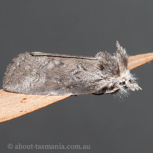 Hobartina amblyiodes, Hobart Notodontid, Notodontidae, Tasmania, moth