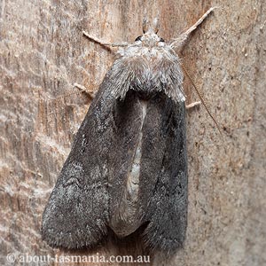 Hobartina amblyiodes