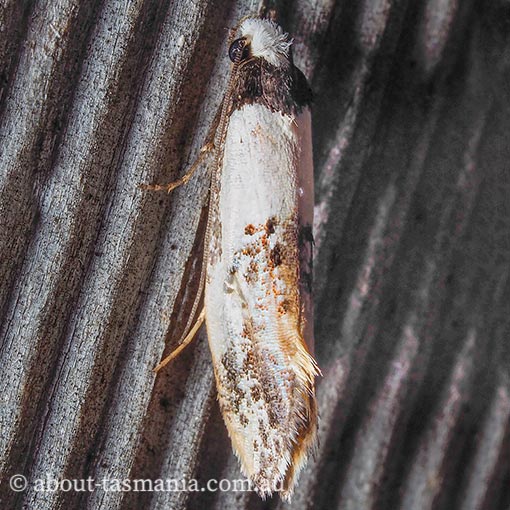 Monopis icterogastra, wool moth, Tineidae, Tasmania, moth