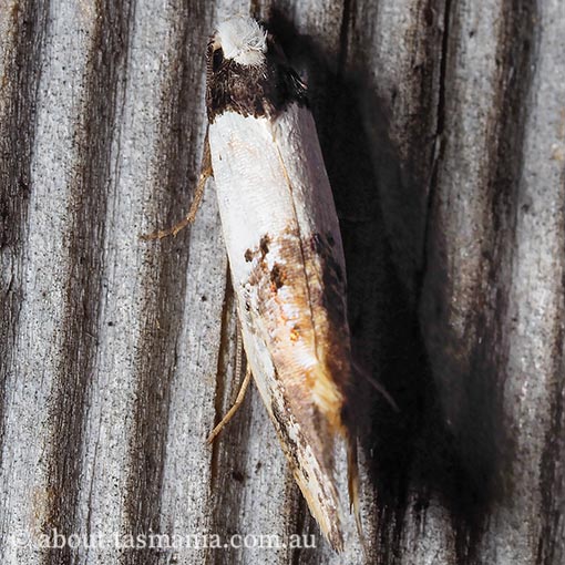 Monopis icterogastra, wool moth, Tineidae, Tasmania, moth