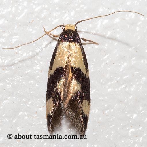 Opogona comptella, Tineidae, Tasmania, moth