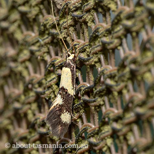 Opogona comptella, Tineidae, Tasmania, moth