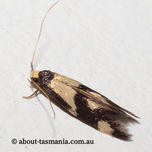 Opogona comptella, Tineidae, Tasmania, moth